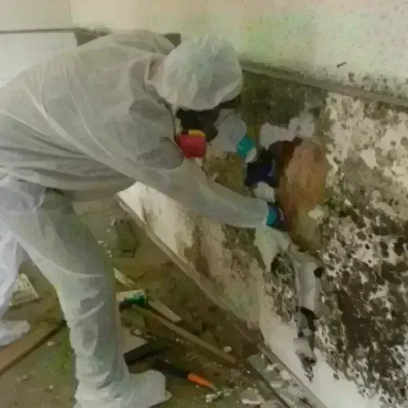 Mold Remediation and Removal in Hawkins County, TN